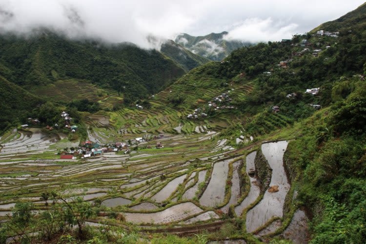 Rice Terraces