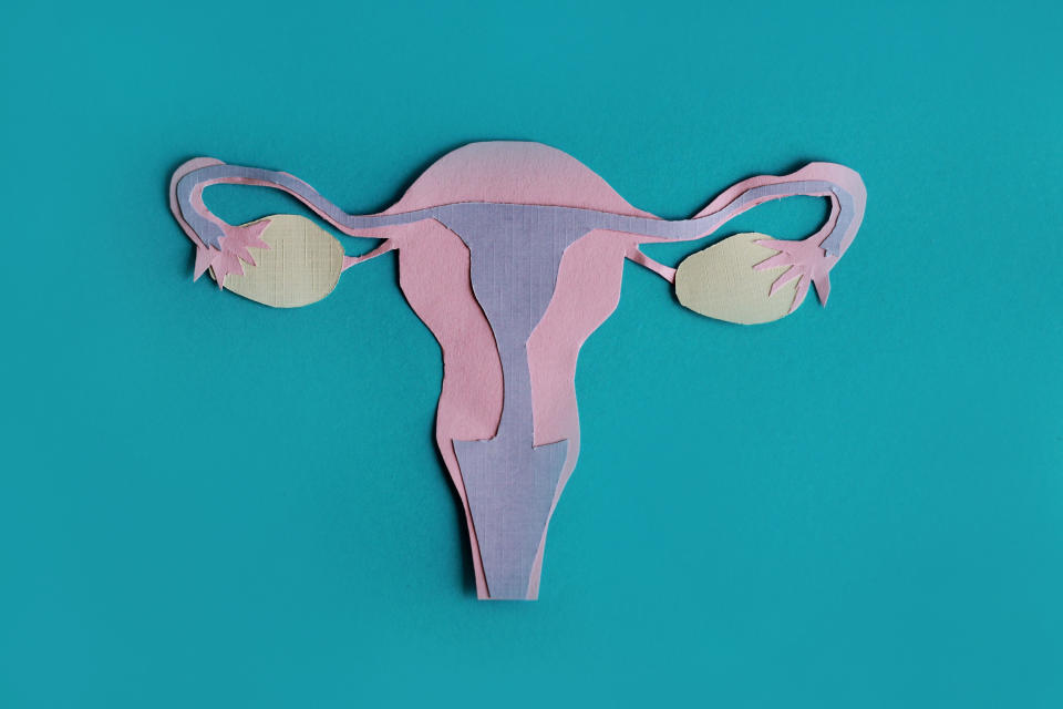 Paper model of human ovaries
