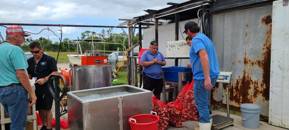 Stone crab proccessing includes bagging, tagging by trapper, boiling and an ice bath.