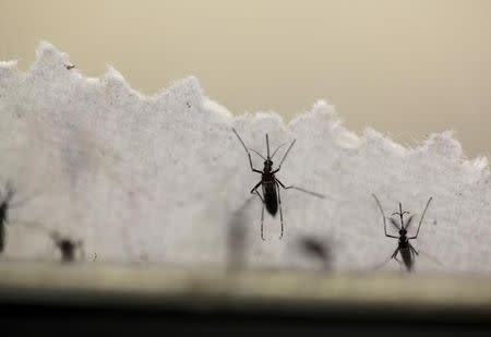 Aedes aegypti mosquitoes are seen at the Laboratory of Entomology and Ecology of the Dengue Branch of the U.S. Centers for Disease Control and Prevention in San Juan, Puerto Rico, March 6, 2016. REUTERS/Alvin Baez/File Photo