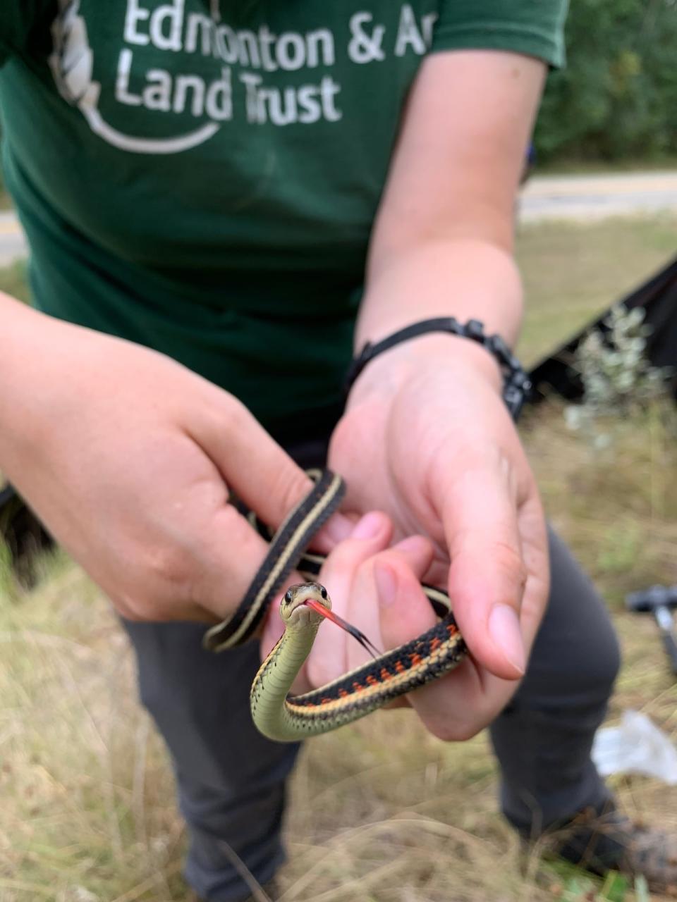 The red-sided garter snake is the most wide-ranging snake in Alberta and can be found in the Boreal Forest, Foothills and Parkland regions. 