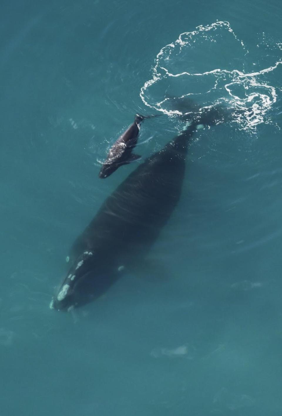 North Atlantic right whale mother and her calf were spotted Dec. 16, 2019, off Georgia,