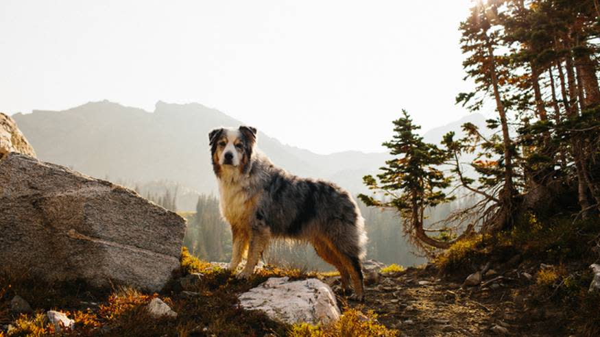  best dogs for hiking excursions australian shepherd 