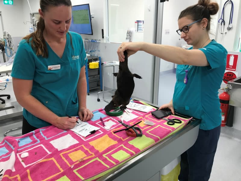 Veterinarian staff care for a rescued platypus in New South Wales, Australia