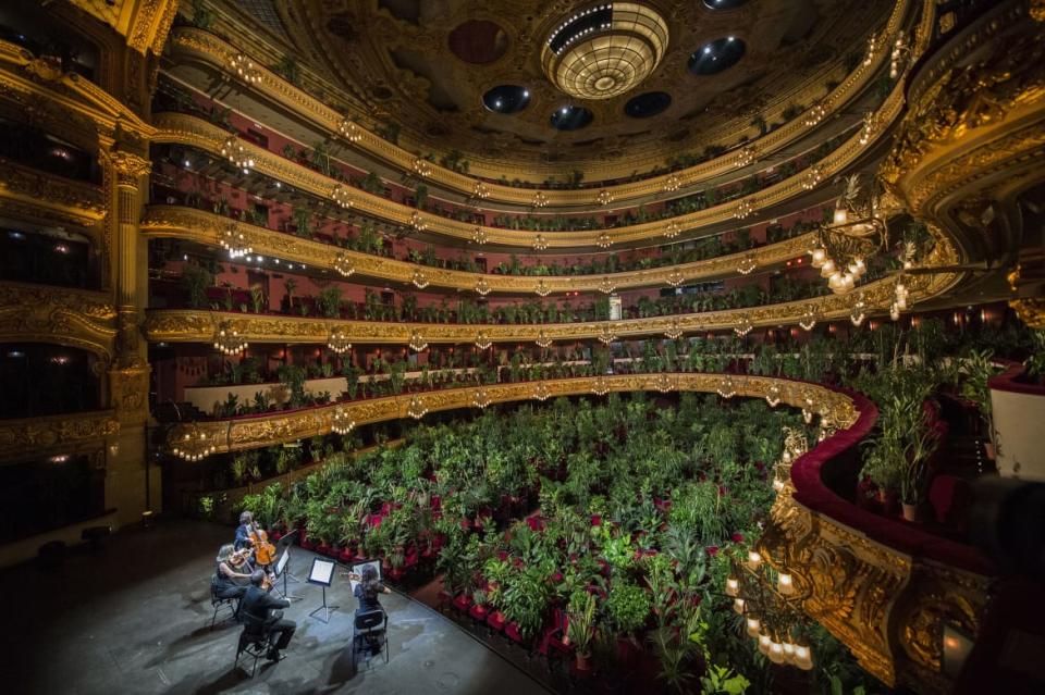 <div class="inline-image__caption"><p>Musicians from UceLi Quartet, a string quartet, perform 'Crisantemi' by Puccini for an audience made up of 2,292 plants on the first day after the State of Alarm on June 22, 2020 in Barcelona, Spain. The plants will later be delivered to 2,292 healthcare professionals, from the Hospital Clínic de Barcelona, accompanied by a certificate from the artist Eugenio Ampudia. The concert was born from the initiative of the Liceu and the artist together with the Max Estrella Gallery and the curator of Blanca De La Torre.</p></div> <div class="inline-image__credit">Jordi Vidal/Getty</div>