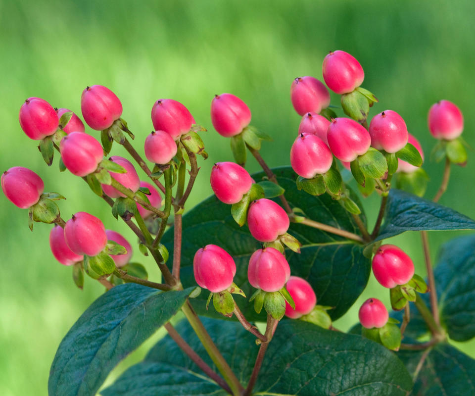 berries on a St John's Wort shrub in fall, also known as hypericum