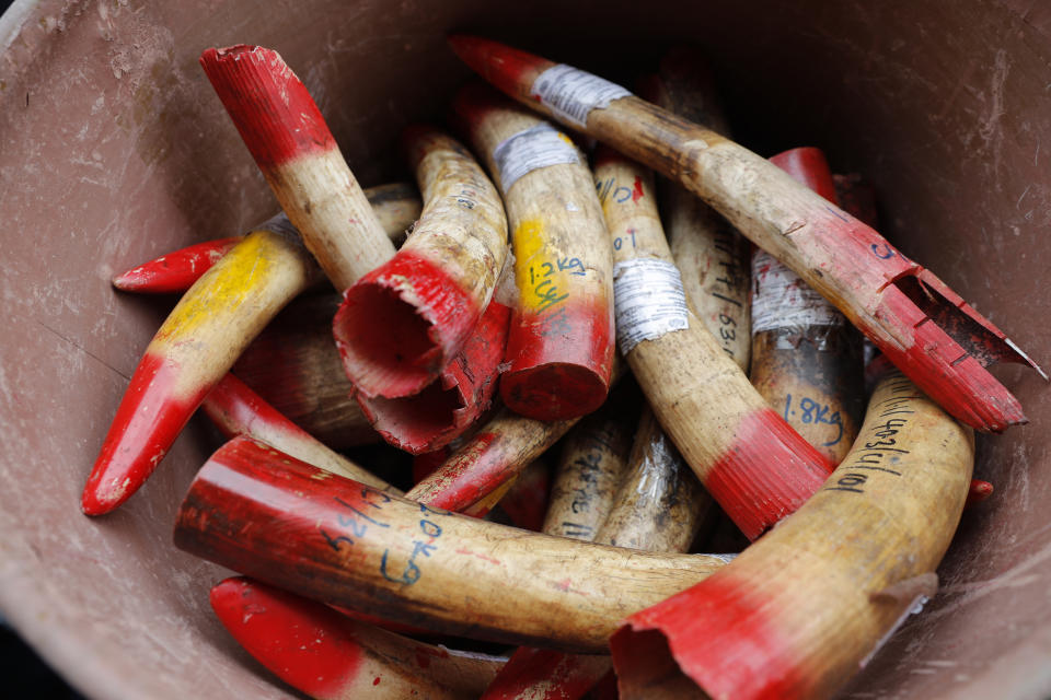Seized ivory tusks are displayed before being destroyed Tuesday, April 30, 2019, outside Seremban, Malaysia. Malaysia has destroyed nearly four tons of elephant tusks and ivory products as part of its fight against the illegal ivory trade. (AP Photo/Vincent Thian)