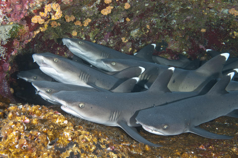 Whitetip reef sharks rest