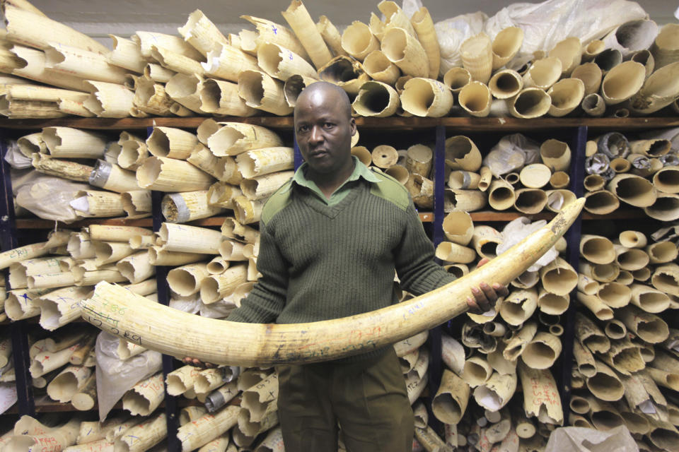 FILE - A Zimbabwe National Parks official holds an elephant task during a tour of the country's ivory stockpile at the Zimbabwe National Parks Headquarters in Harare, June, 2, 2016. Hippos poached for their skin and teeth, sharks targeted by the fin trade and a tiny frog with translucent skin are among the species up for protection at a United Nations wildlife conference opening Monday, Nov. 14, 2022. (AP Photo/Tsvangirayi Mukwazhi, File)