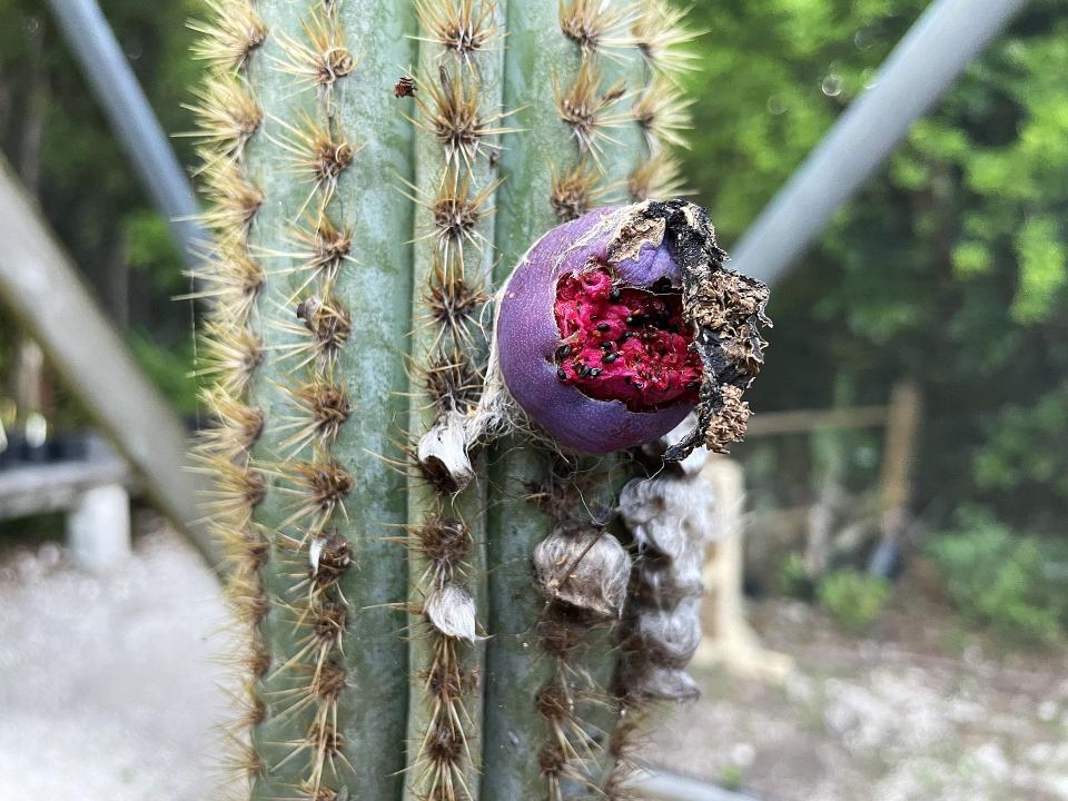 The colorful fruit of the Key Largo tree cactus, now considered locally extinct in the U.S.