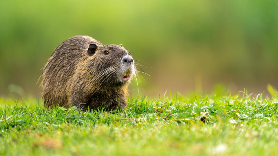 Fressendes Nutria auf einer Wiese.