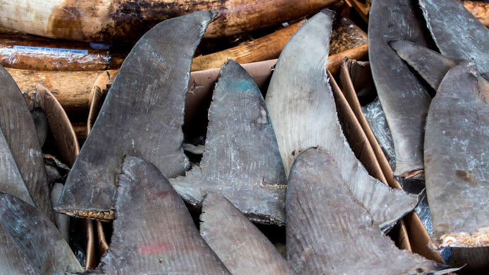 Seized shark fins at a Hong Kong news conference in 2018. - Isaac Lawrence/AFP/Getty Images