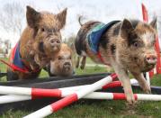 Miniature piglet racing is proving to be a huge hit at Pennywell Farm in Devon. After months of planning and training of the teenage competitors, the likes of Silk Purse and Lester Piglet recently took to the course.