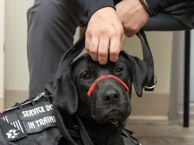 Bane, one of the dogs trained by Operation Delta Dog