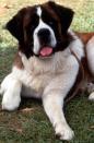 <p>This famous St. Bernard pup from the much-loved 1992 film was named after the composer, Ludwig van Beethoven. This breed was chosen for the film because they are incredibly trustworthy, kind-hearted, and intelligent dogs. </p><p>"St. Bernards have been used for rescue work, locating lost and stranded travelers in their native Switzerland. Working breeds, like the St Bernard, aid humans in many ways and tend to be specialists in their field, who excel in their line of work," Bill tells us. <br></p><p><a class="link " href="https://www.amazon.com/Beethoven-Brian-Levant/dp/B002OKO1GI/ref=sr_1_1?tag=syn-yahoo-20&ascsubtag=%5Bartid%7C10050.g.32293379%5Bsrc%7Cyahoo-us" rel="nofollow noopener" target="_blank" data-ylk="slk:STREAM NOW;elm:context_link;itc:0;sec:content-canvas">STREAM NOW</a></p><p><strong>READ MORE</strong>: <a href="https://www.countryliving.com/uk/wildlife/dog-breeds/a31184461/adventurous-dog-breeds/" rel="nofollow noopener" target="_blank" data-ylk="slk:5 outgoing dog breeds that will bring you out of your shell;elm:context_link;itc:0;sec:content-canvas" class="link ">5 outgoing dog breeds that will bring you out of your shell</a></p>