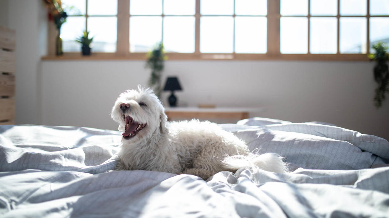 Fluffy Maltese dog lying on bed in bedroom in the morning, with opened snout.