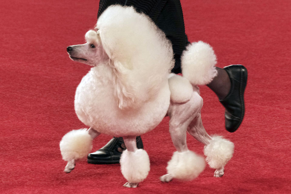 FILE — A poodle competes during the Annual Kennel Club of Beverly Hills Dog Show at Pomona Fairplex in Pomona, Calif, March 4, 2017. The American Kennel Club announced Wednesday, March 15, 2023 that French bulldogs have become the United States' most prevalent dog breed, ending Labrador retrievers' record-breaking 31 years at the top. (AP Photo/Richard Vogel)