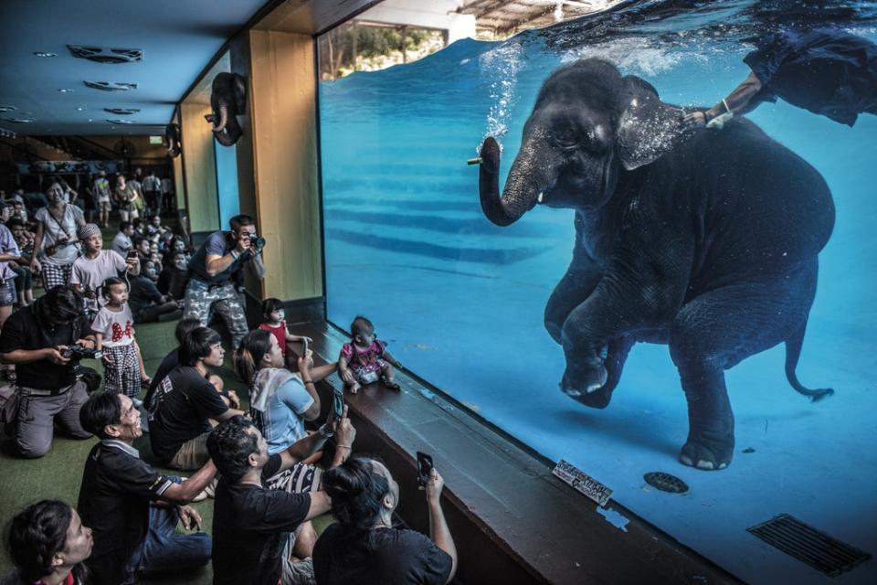 Elephant in the room by Adam Oswel won the Wildlife Photographer of the Year: Photojournalism Award (Adam Oswel/Wildlife Photographer of the Year/PA) (PA Media)