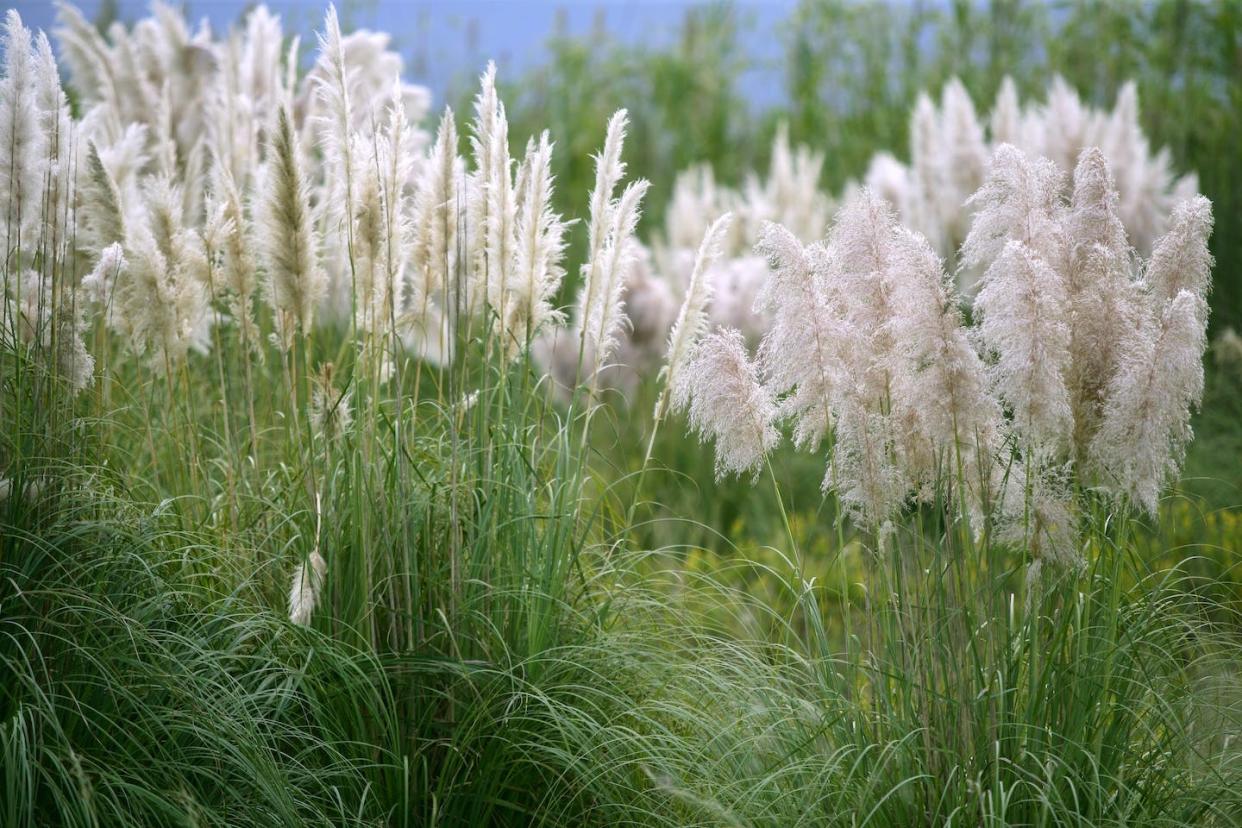 <a href="https://www.shutterstock.com/es/image-photo/cortaderia-selloana-poaceae-wild-spike-savana-52633306" rel="nofollow noopener" target="_blank" data-ylk="slk:Lunamarina / Shutterstock;elm:context_link;itc:0;sec:content-canvas" class="link ">Lunamarina / Shutterstock</a>