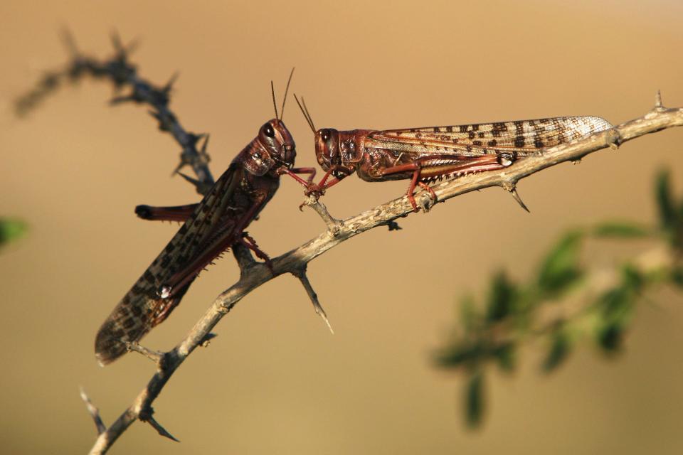 locusts rest on branch.JPG