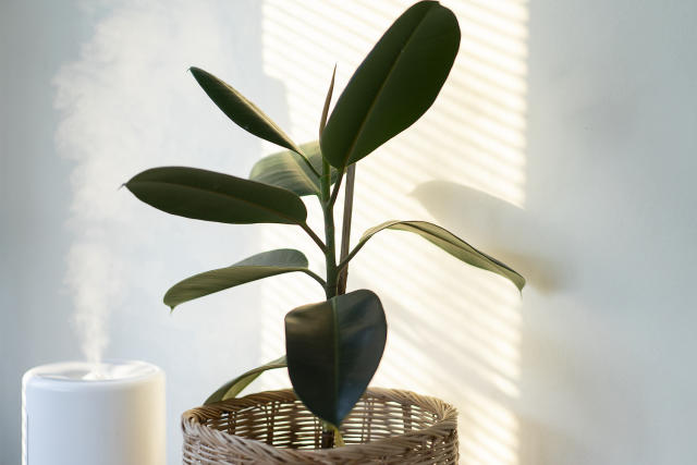 Do you really need a humidifier for your indoor plants? Experts