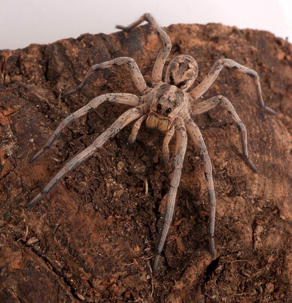 A wolf spider, known for its hunting instincts, is part of the Milwaukee Public Museum exhibit "Spiders Alive!"