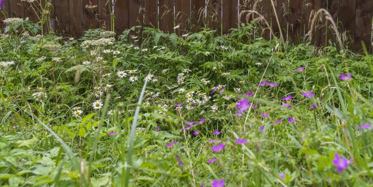 dense thickets of wild herbs and flowers by the wooden farm fence, rural life, outdoor vacations, seasons