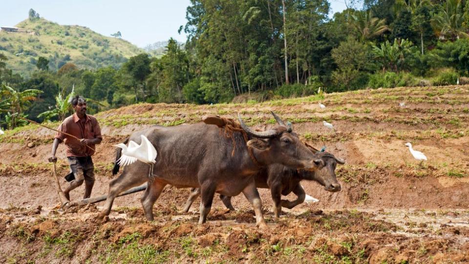 Granjero en Sri Lanka