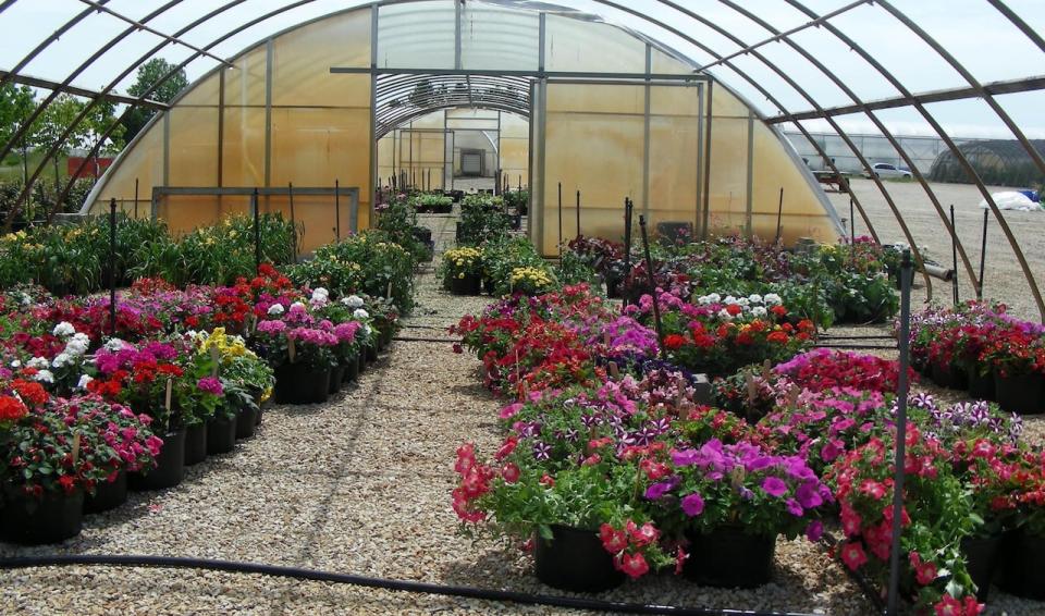 Mixed groups of the flowers grow at the MSU Horticulture Farm in June 2017. The study observed the visitation habits of pollinators for 25 different varieties of six popular annual flower species.