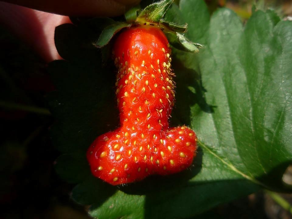  A mother has revealed that she celebrated Andy Murray's Wimbledon victory with a freshly picked strawberry - shaped like a PENIS. Carole Collen, 52, was pottering about in her garden in Dartford, Kent, this Sunday (7/7) when she spotted the cheekily shaped berry dangling amid her fruit and veg patch. Holding back the laughter she went inside to show her family before taking a quick snap to show her friends. Now the mother-of-two is planning to entering the strawberry into a raffle in a bid to raise money for charity.