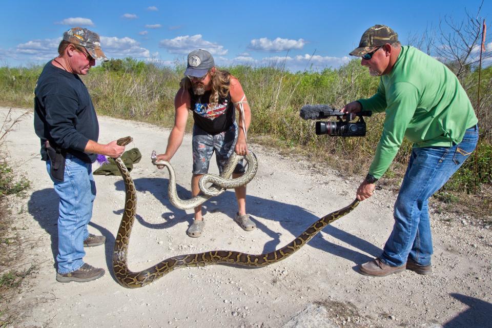 Jim Turner, of Bradenton, and Dusty Crum try to control two Burmese Pythons they found next to each other on a canal bank, while hunting partner ,Bill Booth, of Myakka City, records them on his video camera at the 2013 Python Challenge in South Florida.