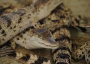 Weeks-old freshwater crocodiles artificially hatched by incubators pictured on June 5, 2014 at a crocodile farm in Puerto Princesa, Palawan island