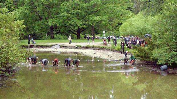 After partially draining the pond in Burnaby's Central Park, biologists used a net to catch the snakehead fish and other species in the shallow water.