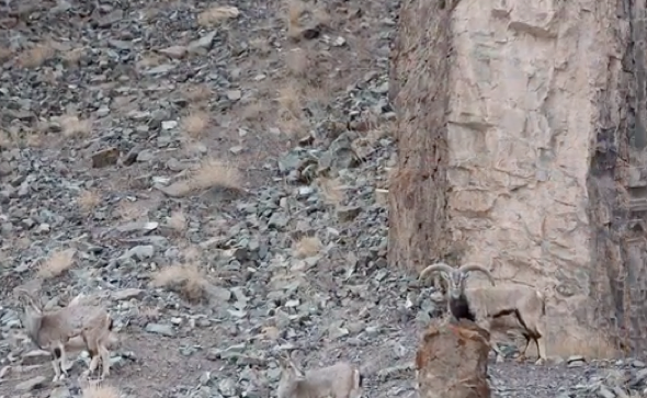 Can you spot the snow leopard in this picture?