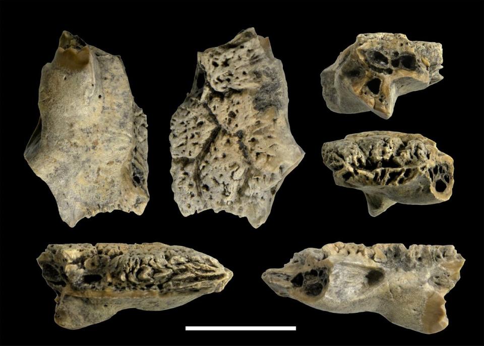 The frontal skull bone of the fossil lizard. It comes from the middle of the skull roof, Sullivan said. 