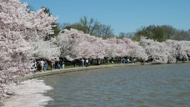 Cherry trees along the Tidal Basin in Washington, D.C.