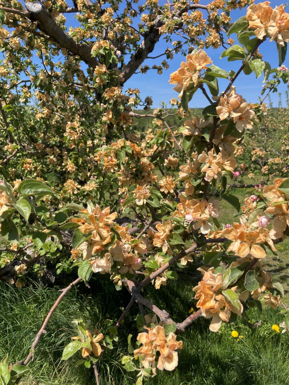 Phil Murdock of Chapin Orchard in Essex Junction took this photo of damaged flowers on his apple trees the morning after the deep freeze.