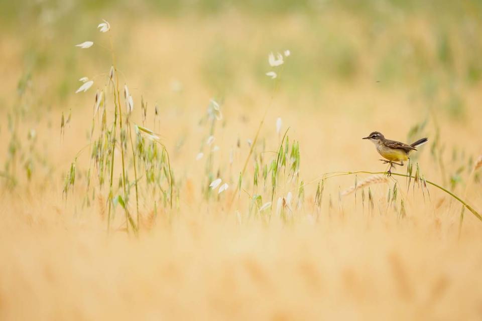 GDT European Wildlife Photographer of the Year 2023