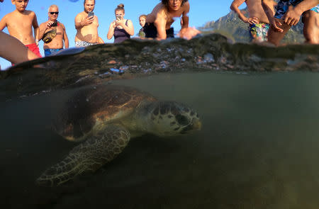 A sea turtle swims back to the sea following her release after treatment at the Sea Turtle Rescue Center (DEKAMER) as tourists look on at Iztuzu Beach near Dalyan in Mugla province, Turkey, August 25, 2018. REUTERS/Umit Bektas