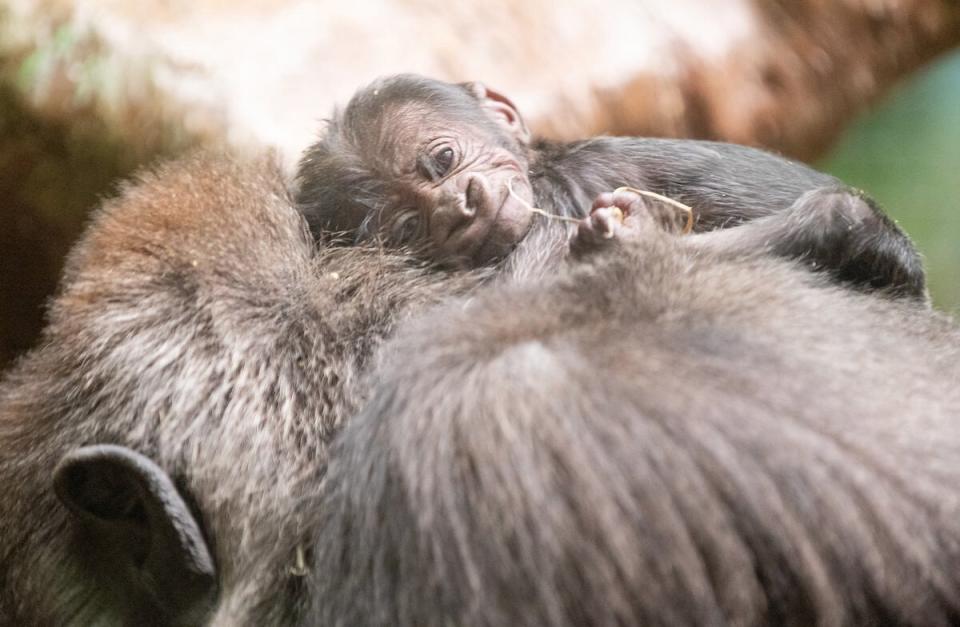 CLEVELAND METROPARKS ZOO ANNOUNCES FIRST BIRTH OF A GORILLA IN ITS 139-YEAR HISTORY