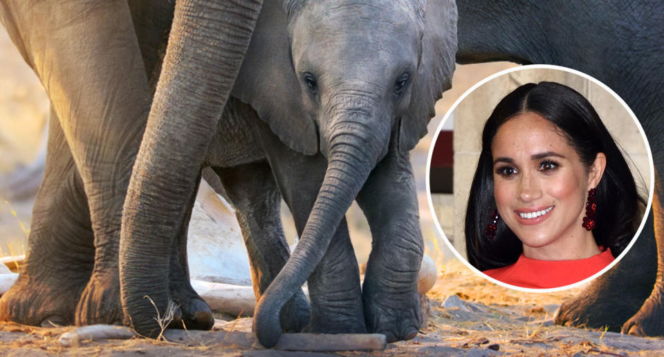 Disneynature documentary Elephant, narrated by Meghan, Duchess of Sussex (inset). (Disney+/Karwai Tang/WireImage)