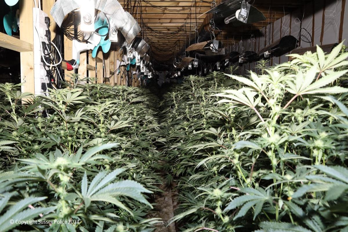 Sussex Police uncovered a cannabis farm at Riverside Industrial Estate in Littlehampton <i>(Image: Sussex Police)</i>