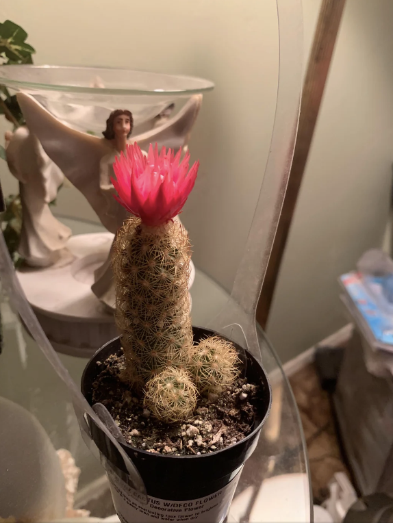 A potted cactus with a bright pink flower sits on a table near an angel statue. The scene is indoors with some other household items in the background