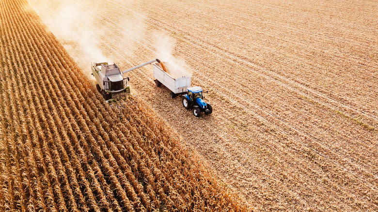 corn being harvested