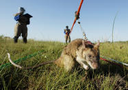 Estas ratas actúan como detectores de minas antipersonas en el sur de Mozambique. La primera vez que esta especie fue localizada en Florida fue en 1999, después de que ocho de ellas se escaparan de un criadero de mascotas exóticas. REUTERS/Howard Burditt/Files