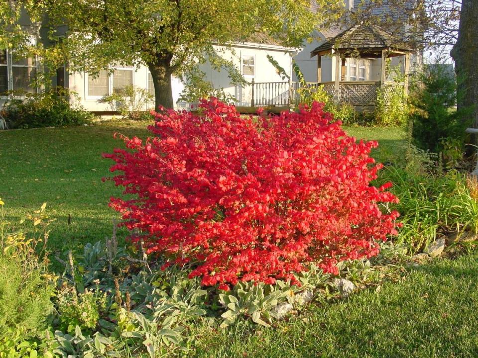 Burning bush is a non-native species planted for its fall color.