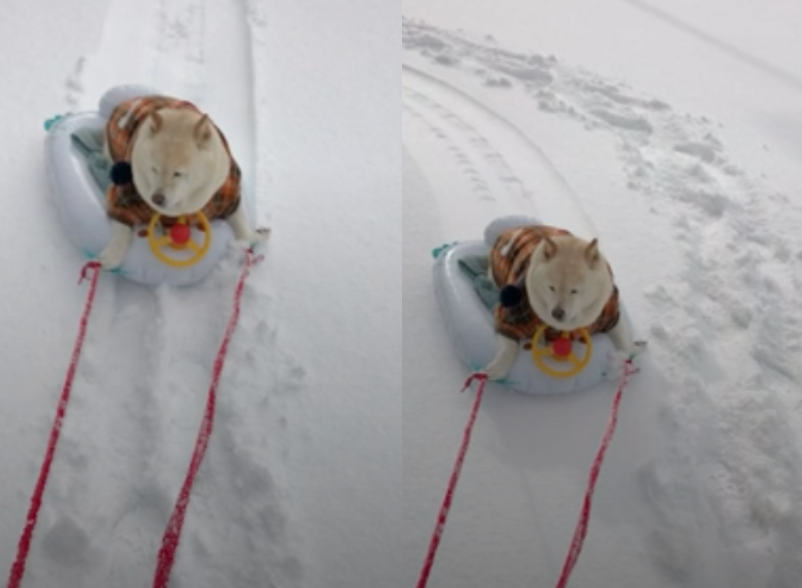 ▲國外有飼主將愛犬放上雪橇，就像聖誕老人一樣，豈料白色柴柴竟然一臉淡定，可愛模樣也萌翻眾人。（圖／翻攝自AP美聯社＆Caters TV MRSS）