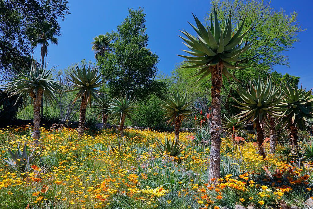 springtime bloom in taft botanical gardens, ojai ca