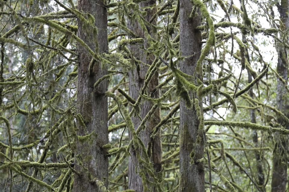 Moss grows on the branches of a dead western red cedar at Magness Memorial Tree Farm in Sherwood, Ore., Wednesday, Oct. 11, 2023. Iconic red cedars — known as the "Tree of Life' — and other tree species in the Pacific Northwest have been dying because of climate-induced drought, researchers say. (AP Photo/Amanda Loman)