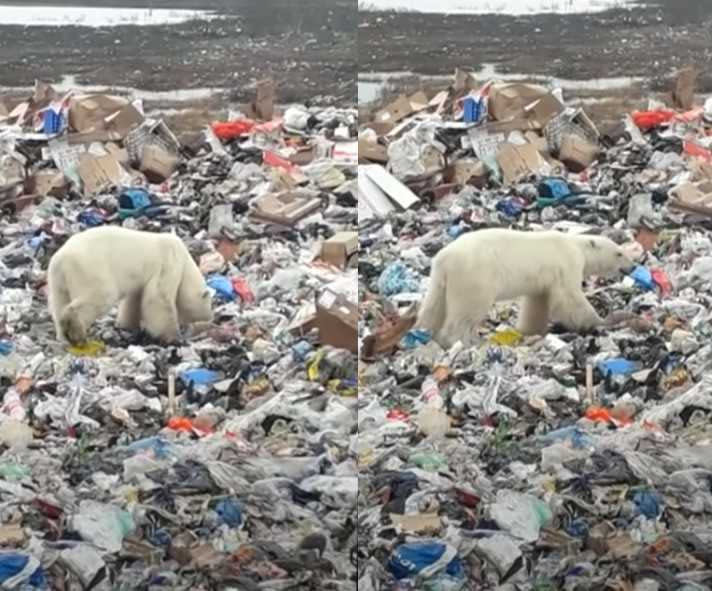 網路上也不時有北極熊咀嚼塑膠垃圾畫面。（圖／Euro News）